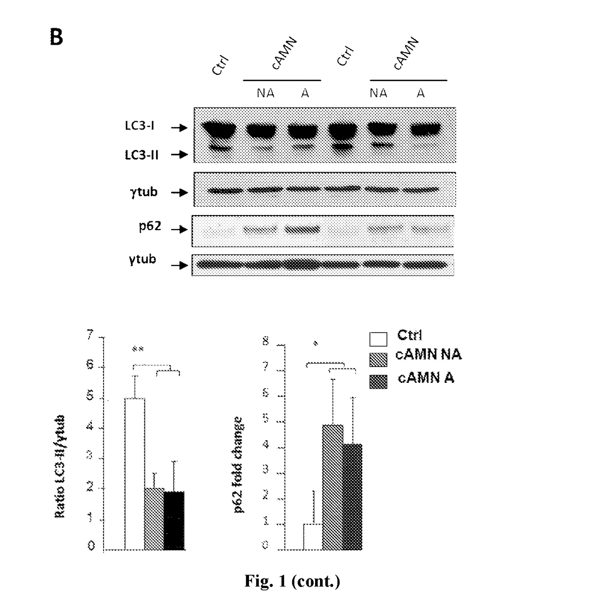 Specific mTOR inhibitors in the treatment of X-linked adrenoleukodystrophy