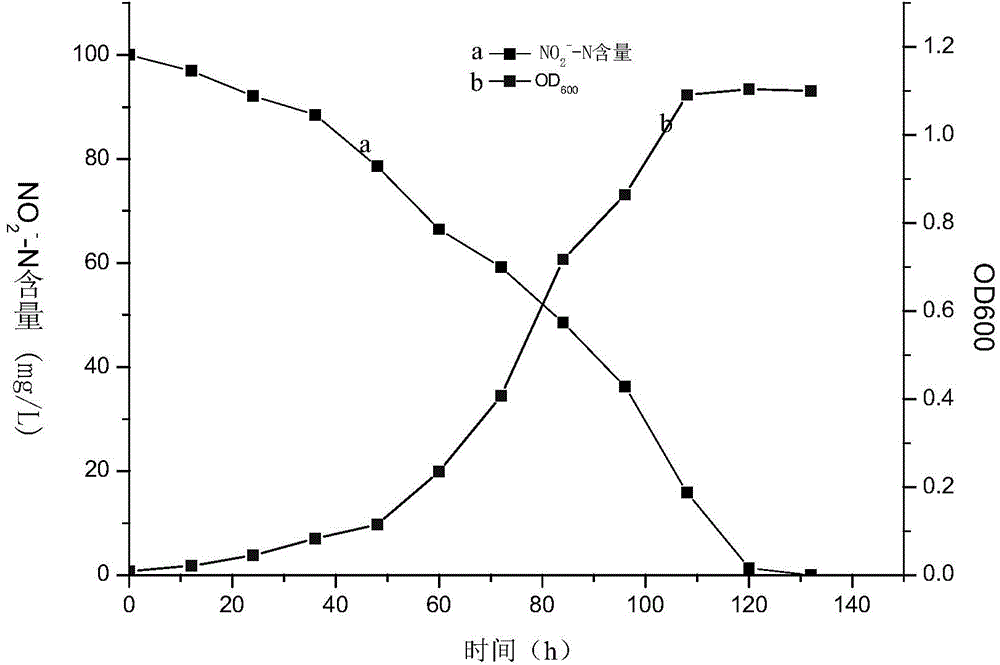 Arthrobacter with aerobic denitrification capability and application thereof