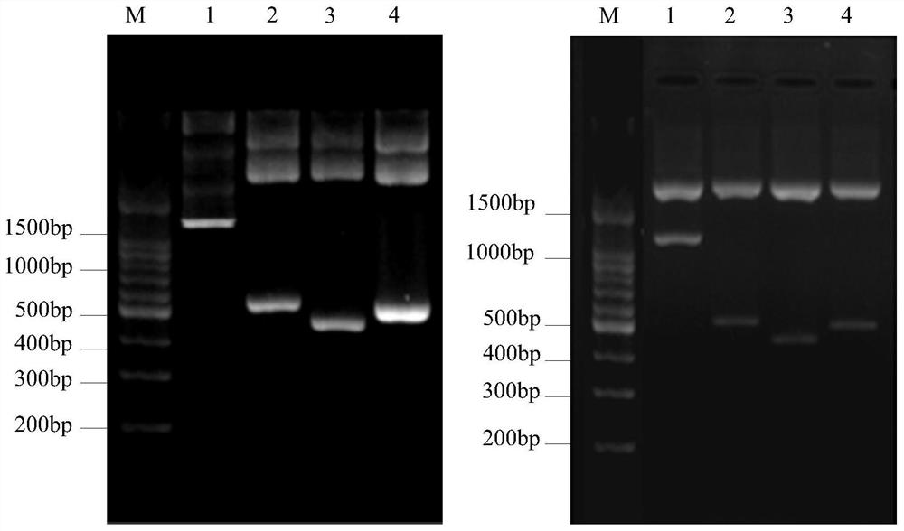 A processing-destructed β-conglycinin β subunit antigen region and screening method based on phage display technology