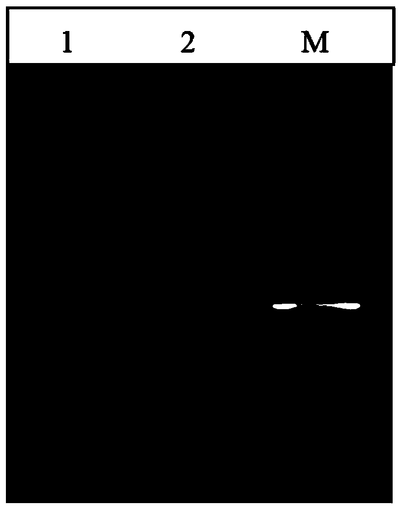 Water environment DNA collection and preservation card and preparation method thereof