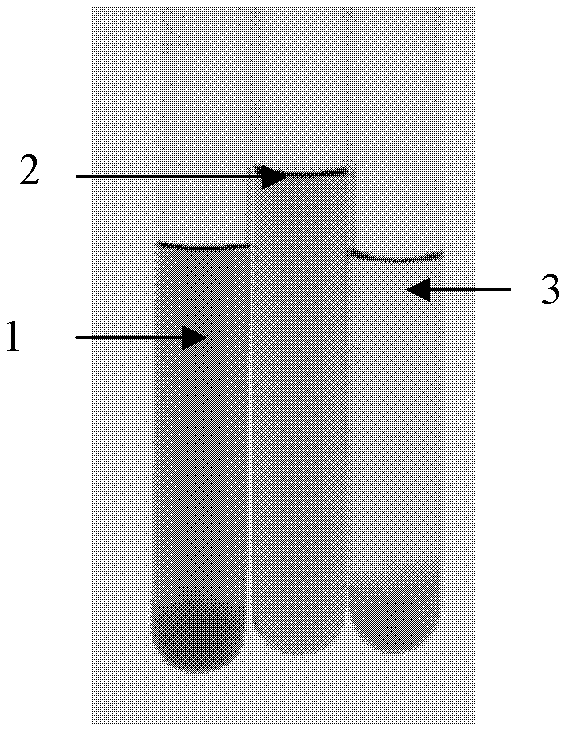 Method for purifying detoxified pertussis vaccine antigen solution