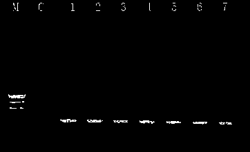 Molecular marking method for indicating common premunition of sheep