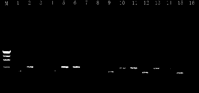 Molecular marking method for indicating common premunition of sheep