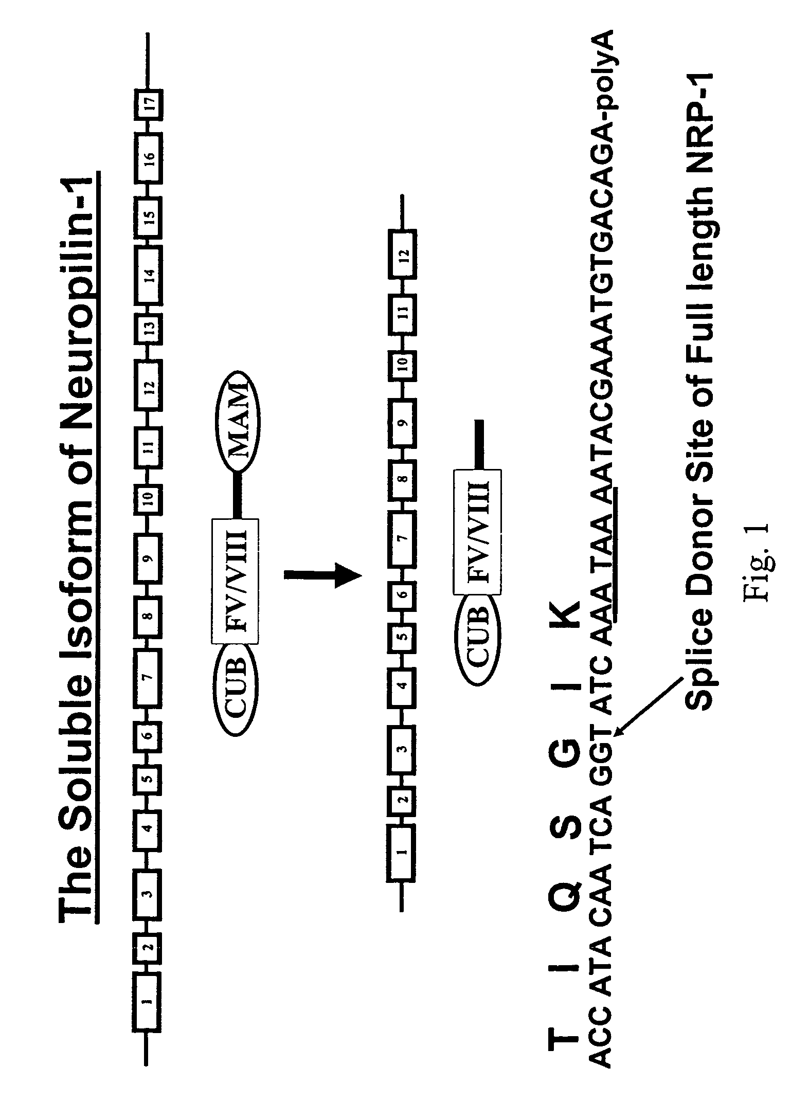 Human soluble neuropilin-1 primary polyadenylation signal and uses thereof