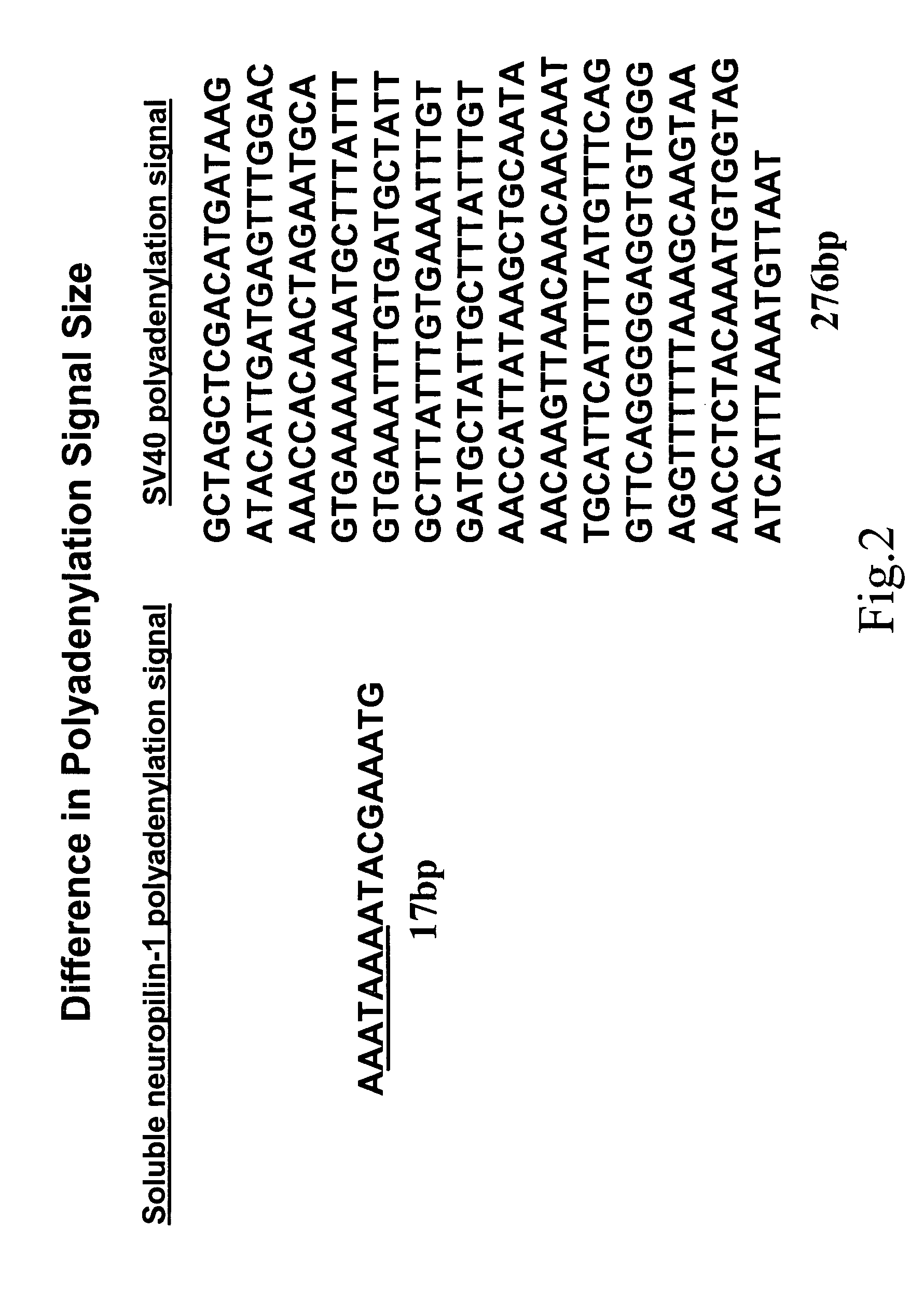 Human soluble neuropilin-1 primary polyadenylation signal and uses thereof