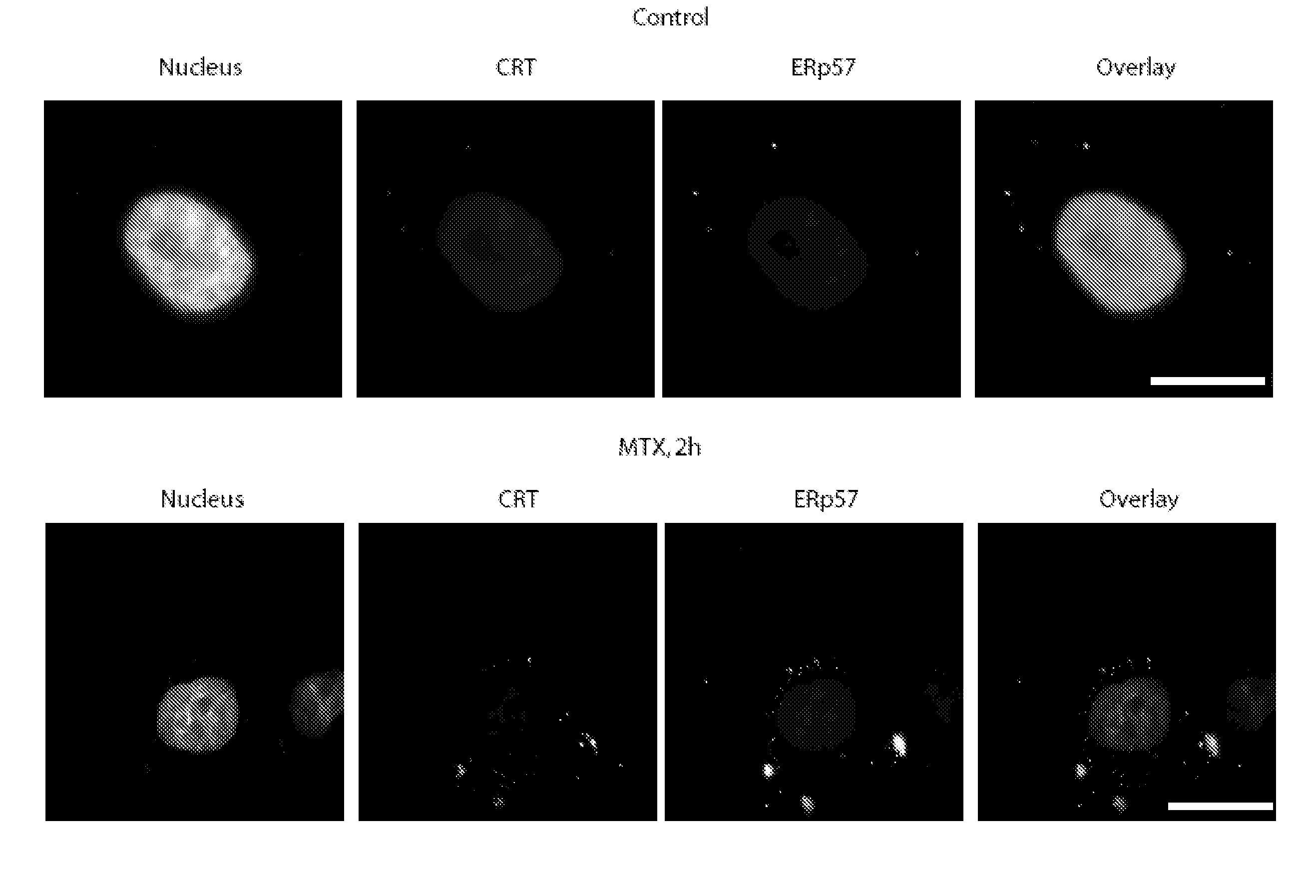 Compounds Regulating Calreticulin, KDEL Receptor and/or ERP-57 Cell Surface Exposure and Uses Thereof to Evaluate the Efficiency of a Cancer Treatment