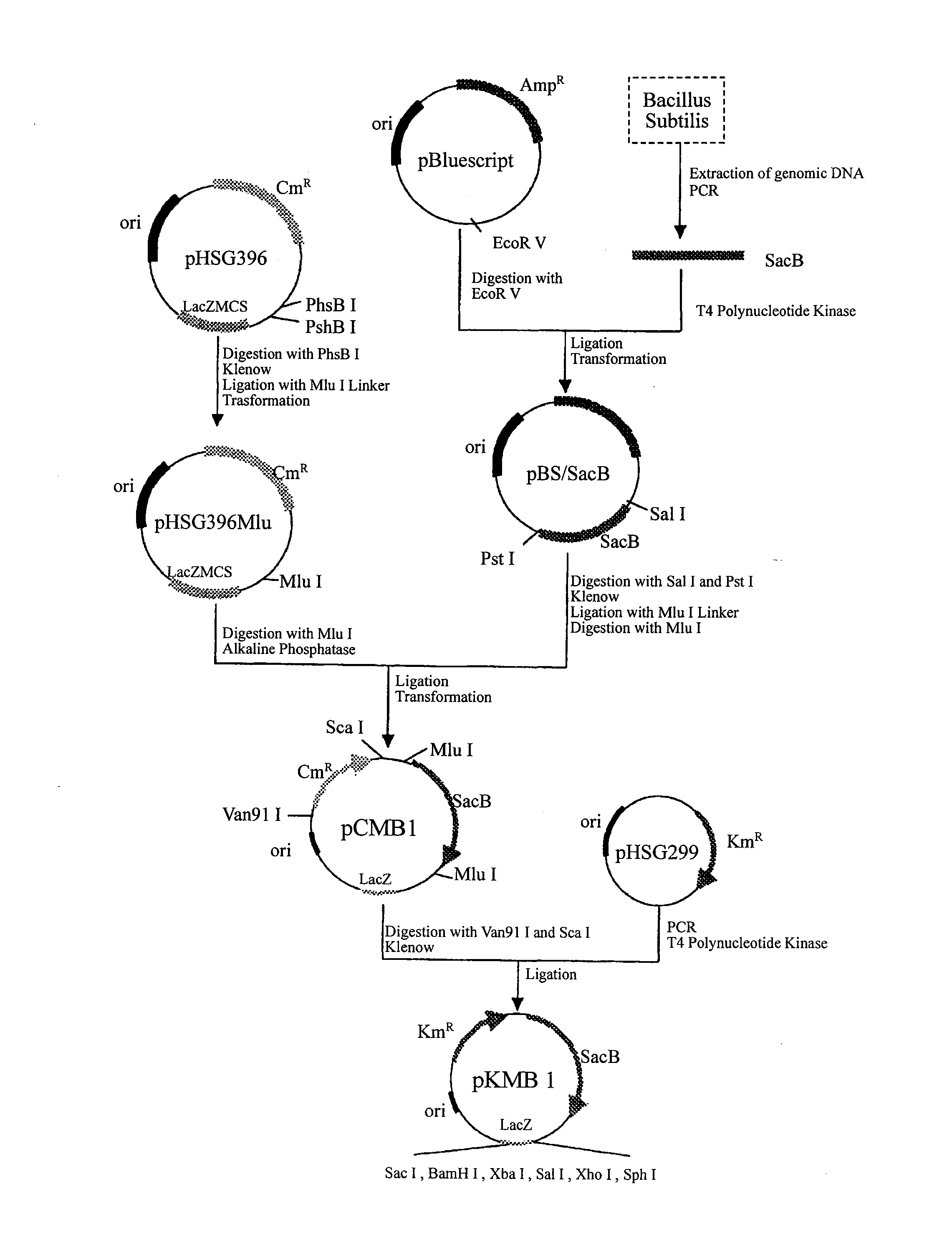 Biomass-resource-derived polyester and production process thereof