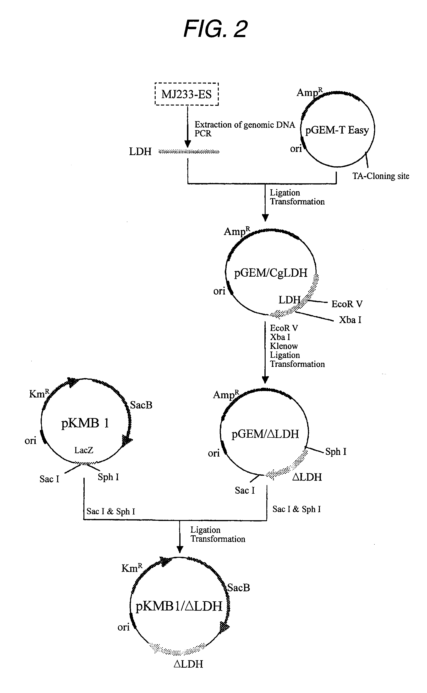 Biomass-resource-derived polyester and production process thereof