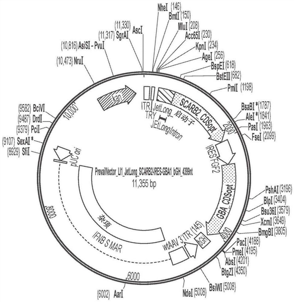 Gene therapies for lysosomal disorders