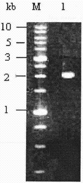 Bt protein Cry30Bal as well as encoding gene thereof and application thereof