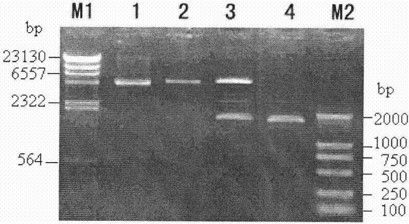 Bt protein Cry30Bal as well as encoding gene thereof and application thereof