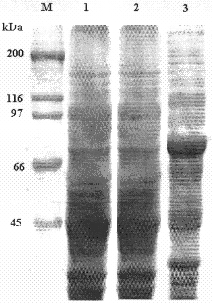 Bt protein Cry30Bal as well as encoding gene thereof and application thereof