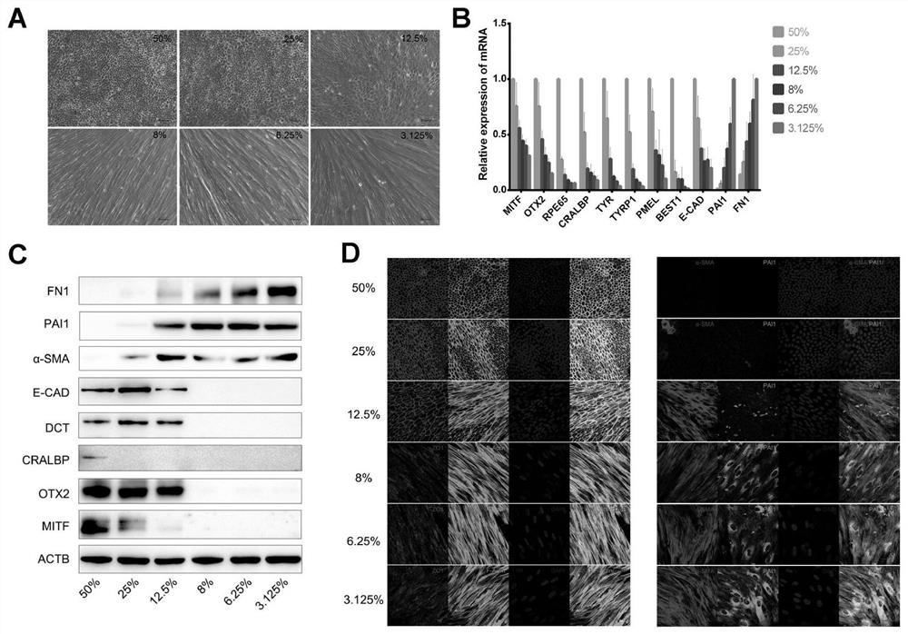 Application of combined use of RepSox and Y27632 in preparation of medicine for treating retinal related diseases