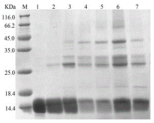 Monellin protein mutant and preparation method thereof