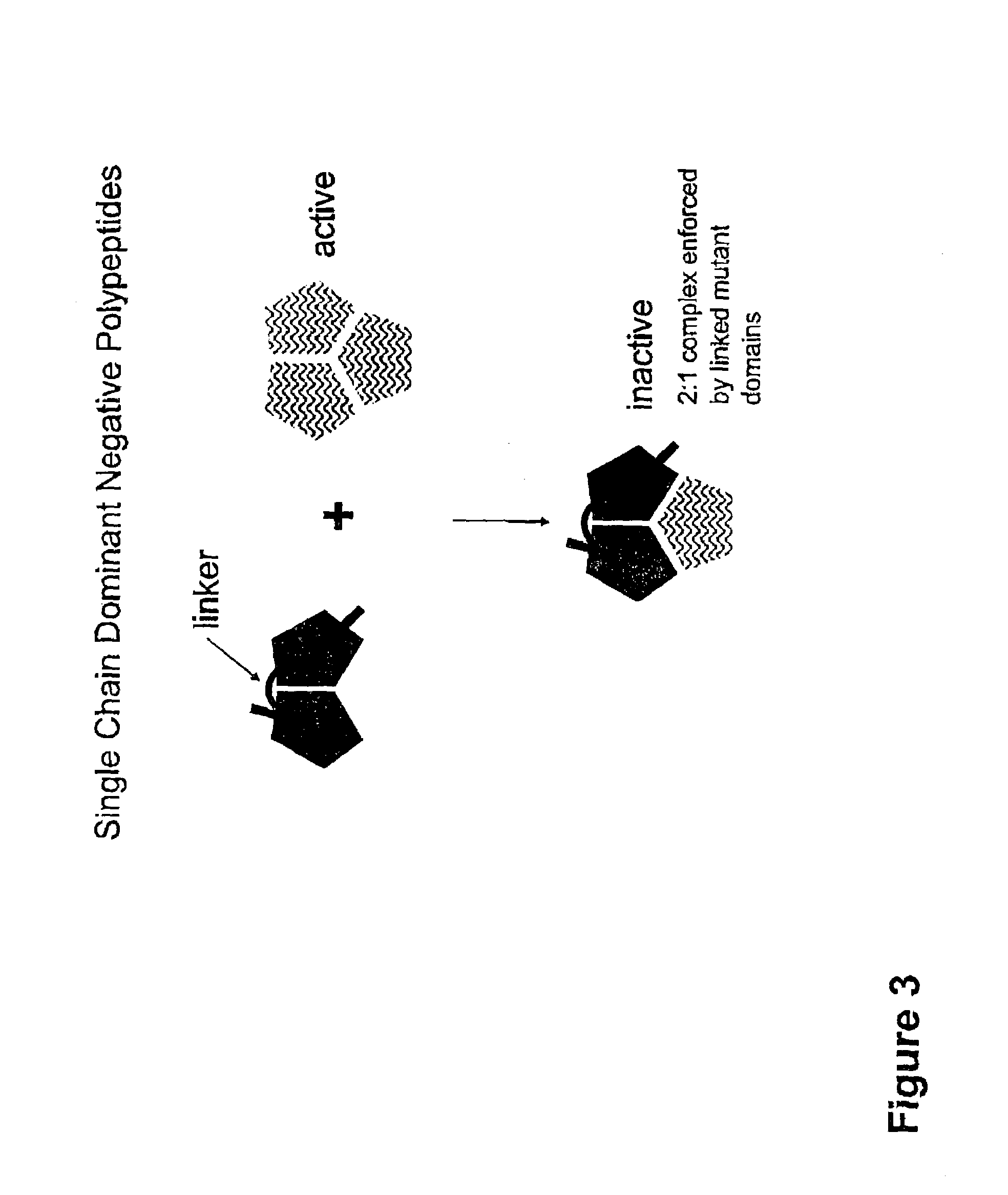 Variants of RANKL protein