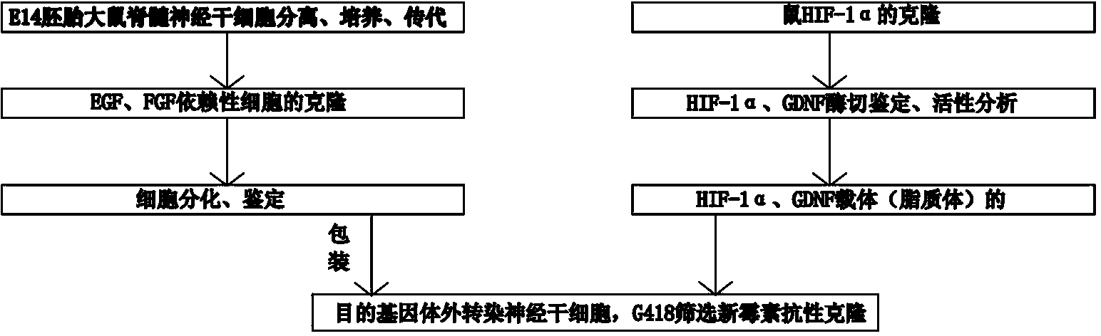 Method for differentiating and identifying dry cells under action of exogenous neurotrophic factors