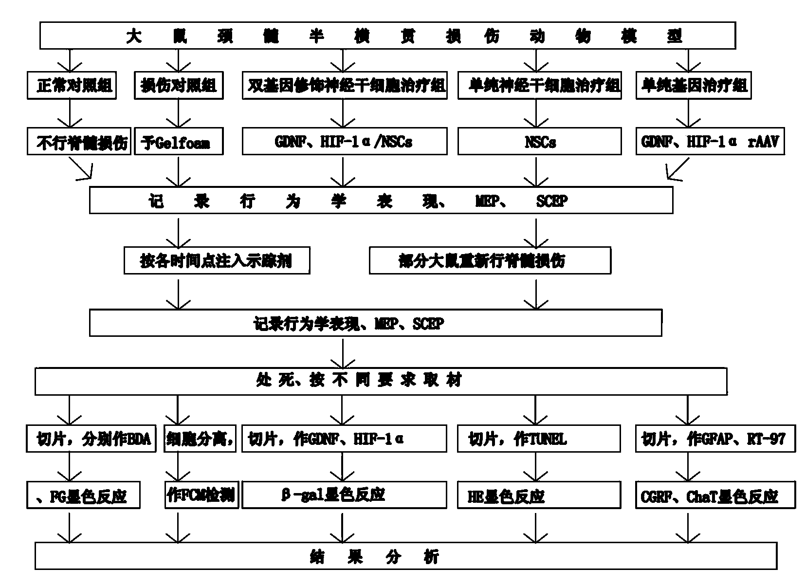 Method for differentiating and identifying dry cells under action of exogenous neurotrophic factors