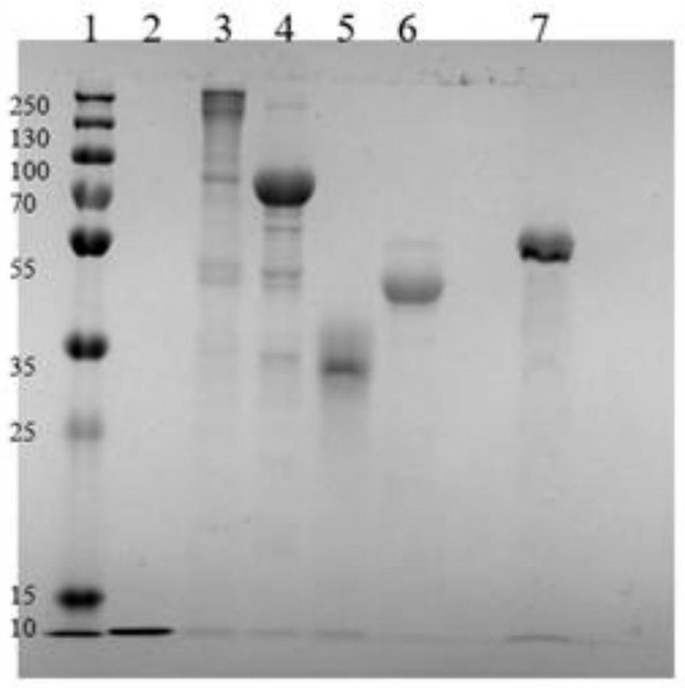 A kind of extraction method of protein in egg white