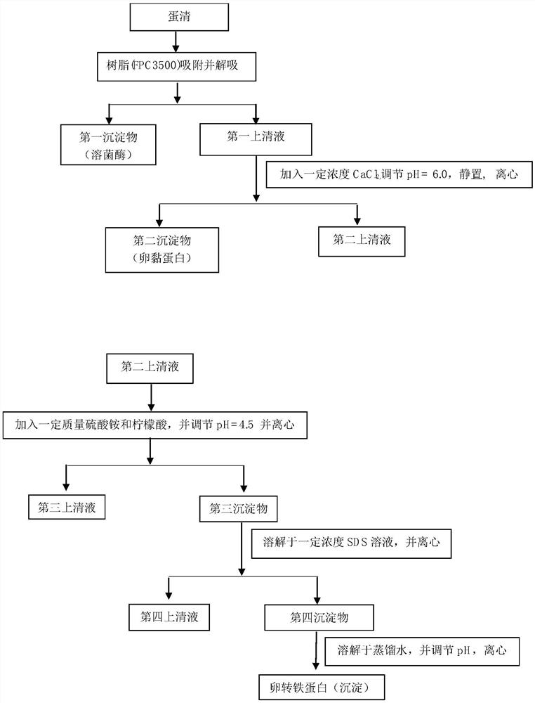 A kind of extraction method of protein in egg white