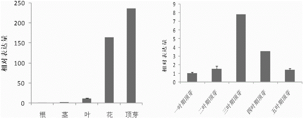 Upland cotton GhLFY protein and coding gene and application thereof