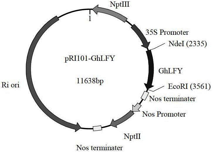 Upland cotton GhLFY protein and coding gene and application thereof