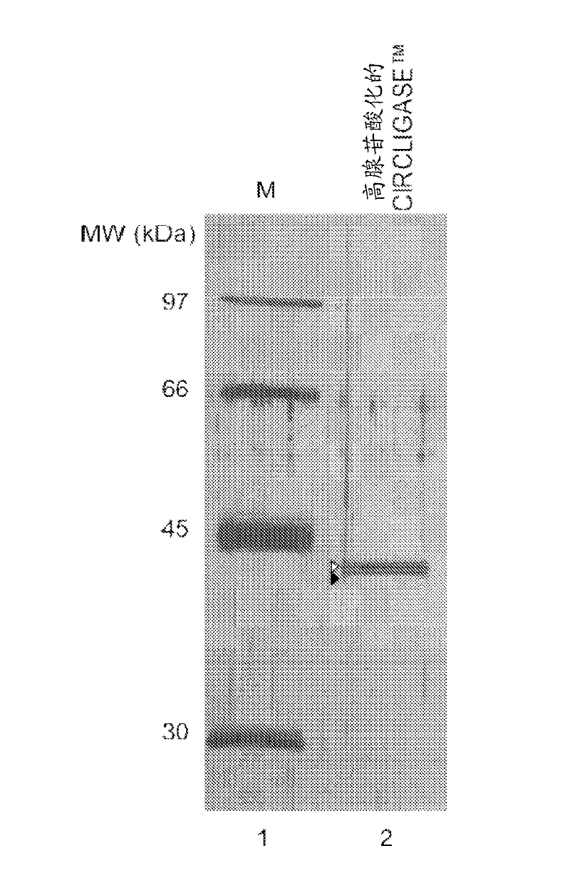 Template-independent ligation of single-stranded DNA