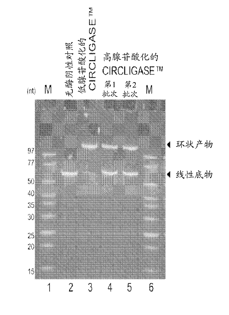 Template-independent ligation of single-stranded DNA