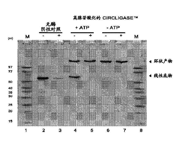 Template-independent ligation of single-stranded DNA