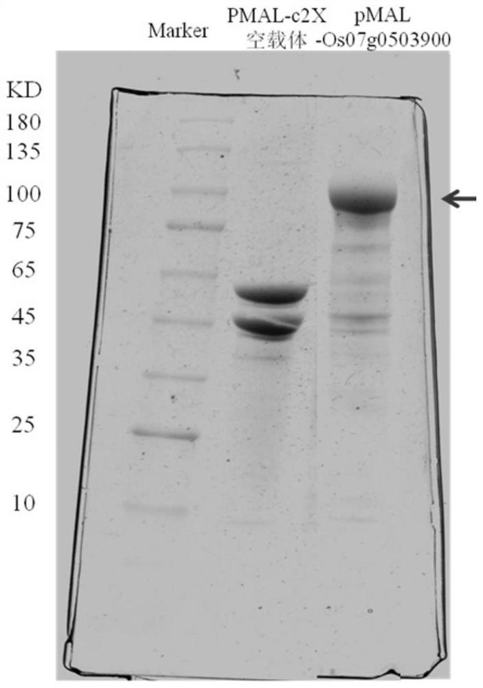 Application of wheat flavone-5-O-glucoside in regulating and controlling resistance of plants to weeds