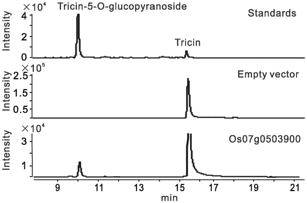 Application of wheat flavone-5-O-glucoside in regulating and controlling resistance of plants to weeds