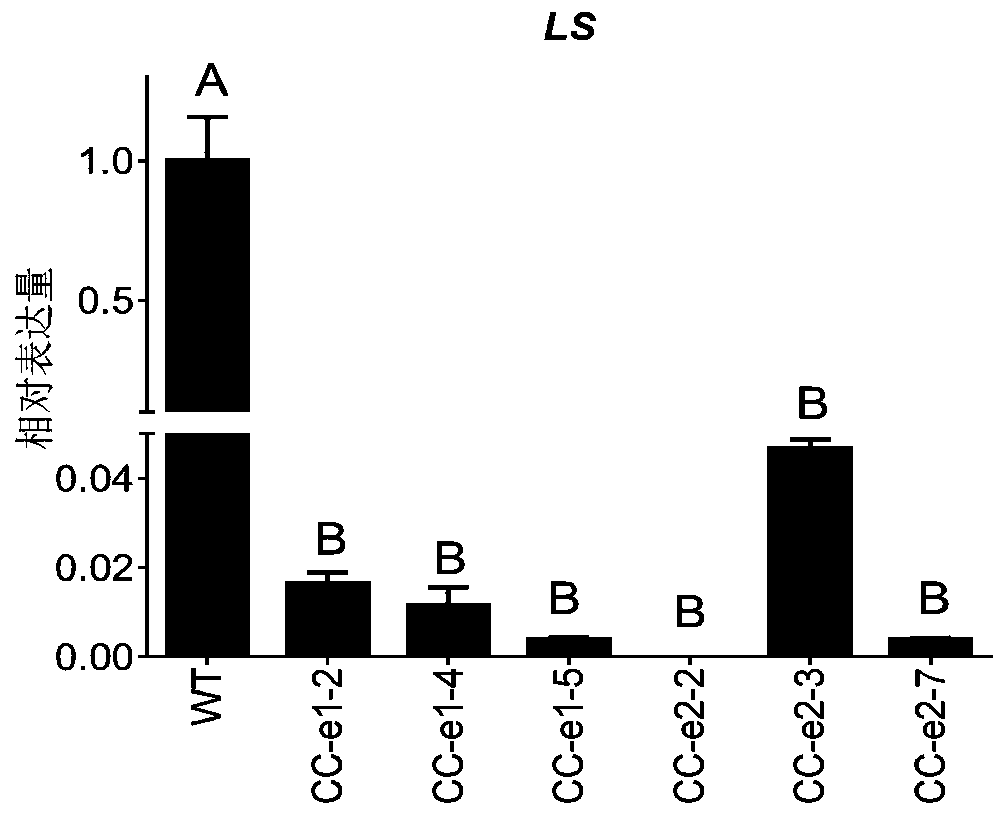 SgRNA sequence for targeted knockout of FcMYC2 gene, CRISPR/Cas9 vector and application thereof