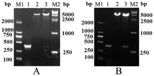 Application of il-2 protein in preparation of animal vaccine adjuvant