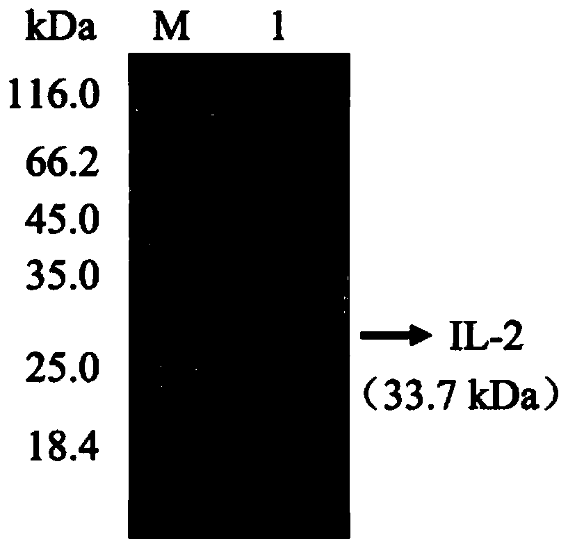 Application of il-2 protein in preparation of animal vaccine adjuvant