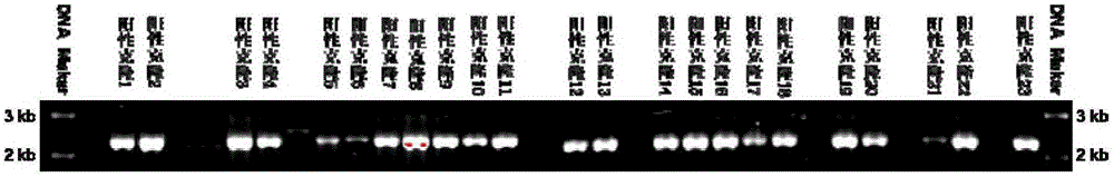 Target targeting vector, method for constructing mouse embryonic stem cell strain through targeting integration of exogenous genes to MYH9 Intron2 locus and application