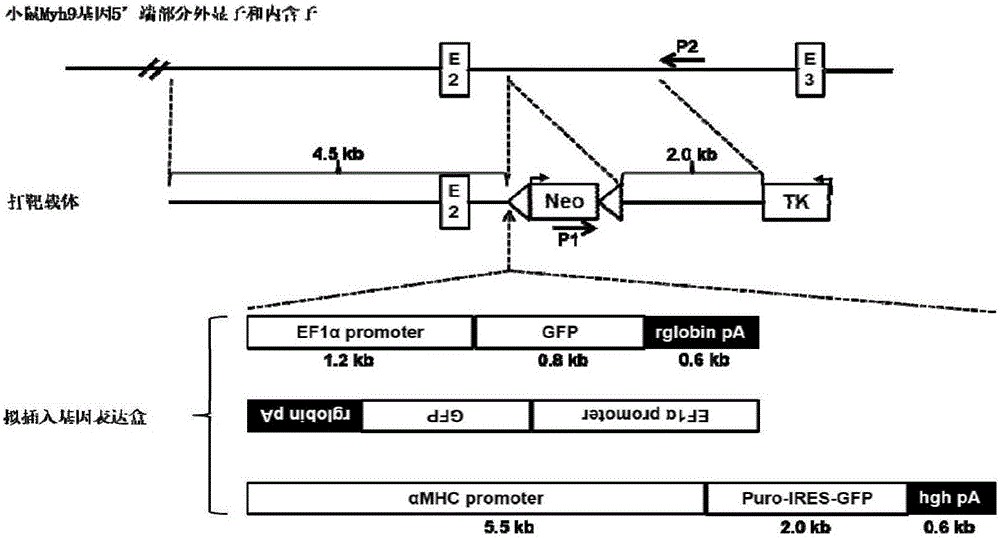 Target targeting vector, method for constructing mouse embryonic stem cell strain through targeting integration of exogenous genes to MYH9 Intron2 locus and application