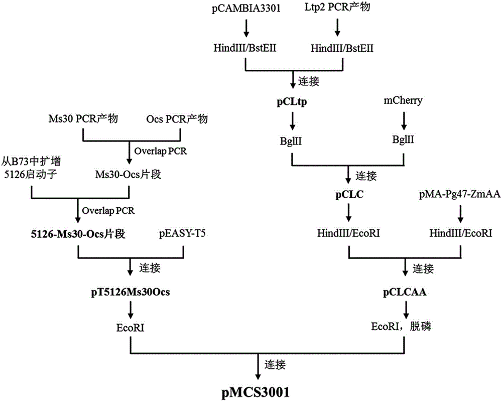 Method for maintaining and breeding maze male sterile line constructed on basis of Ms30 gene