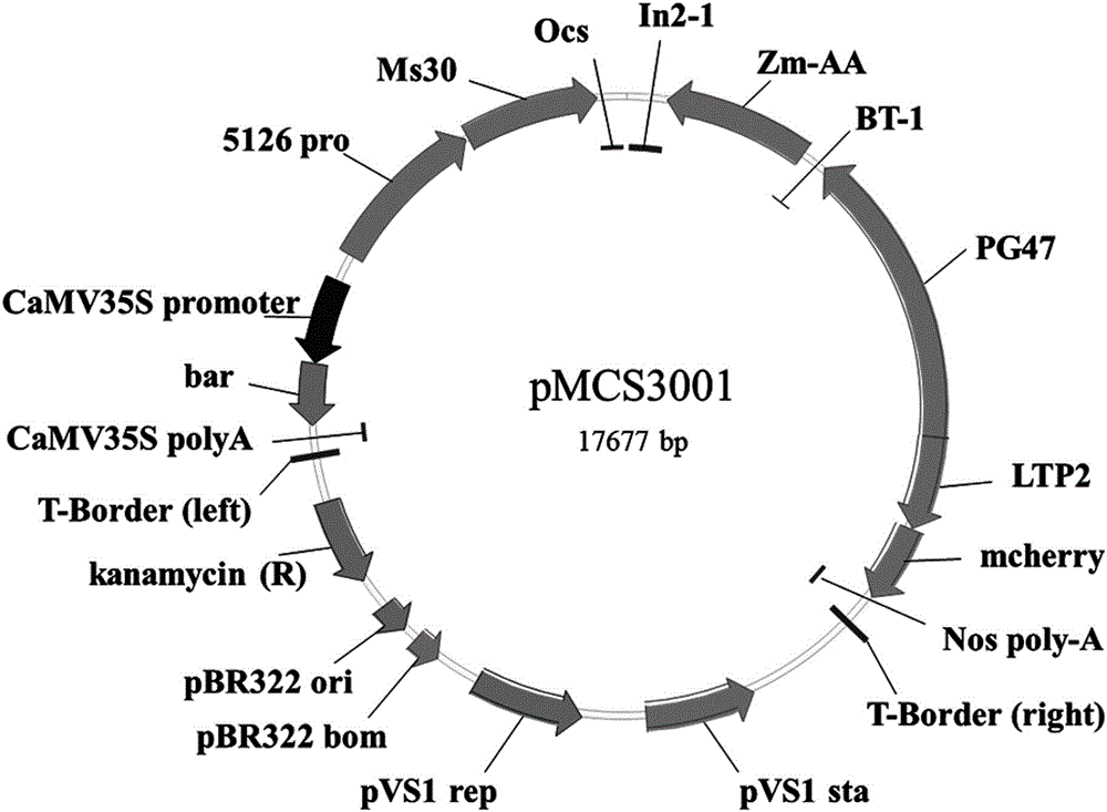 Method for maintaining and breeding maze male sterile line constructed on basis of Ms30 gene