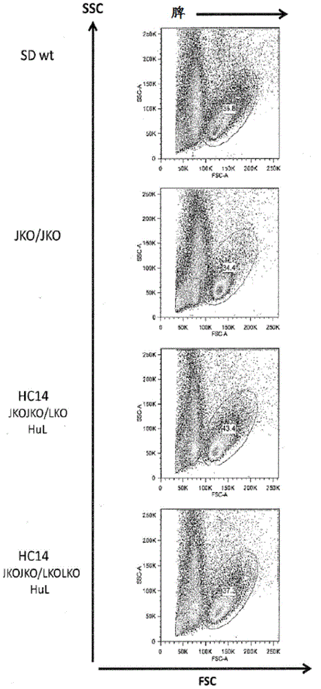 Polynucleotides encoding rodent antibodies with human idiotypes and animals comprising same