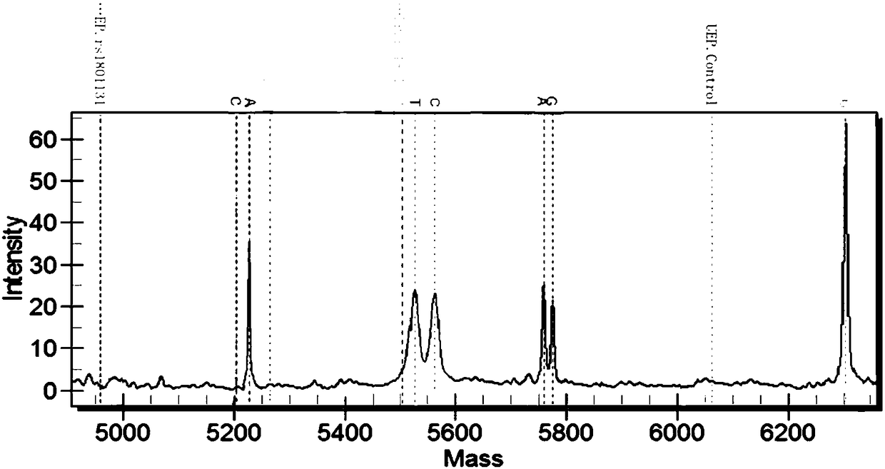 Method for typing genes associated with folic acid metabolism and kit