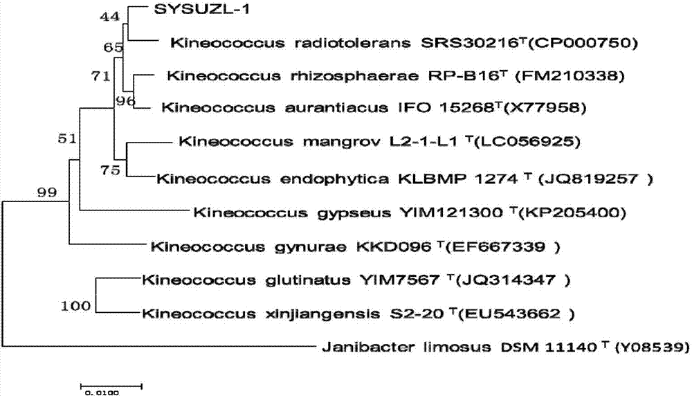 Kineococcus cavernae sp. and application thereof