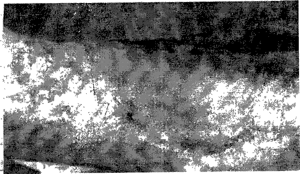 Method for preparing irradiation crosslinking heterogeneous skin acellular matrix and products produced thereby