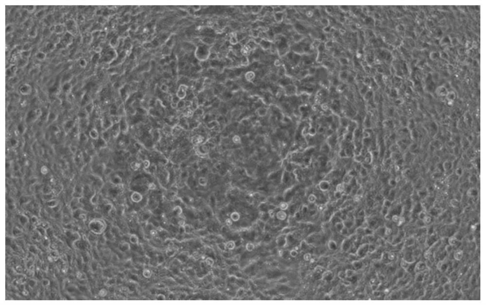 Lentiviral packaging vector system, lentivirus and its construction method, kit