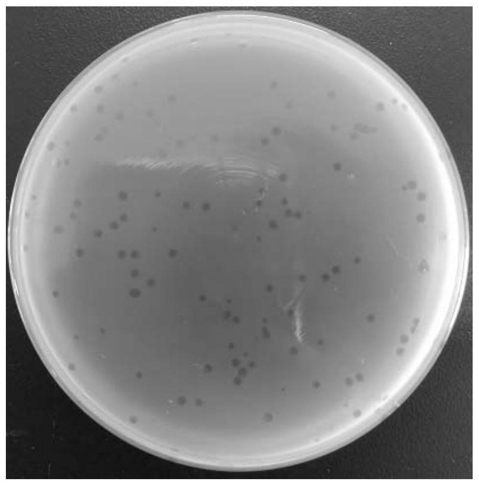 A short-tailed coliphage and its application