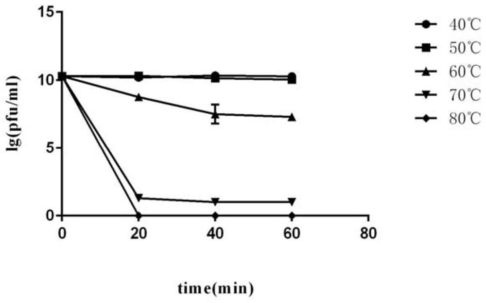 A short-tailed coliphage and its application