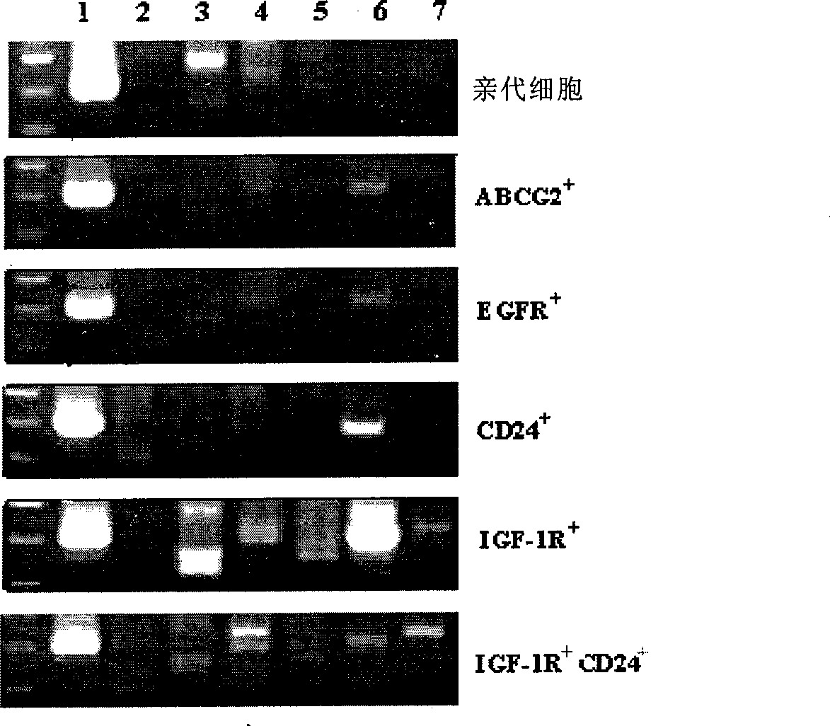 Method for isolating and identifying human lung adenocarcinoma stem cell