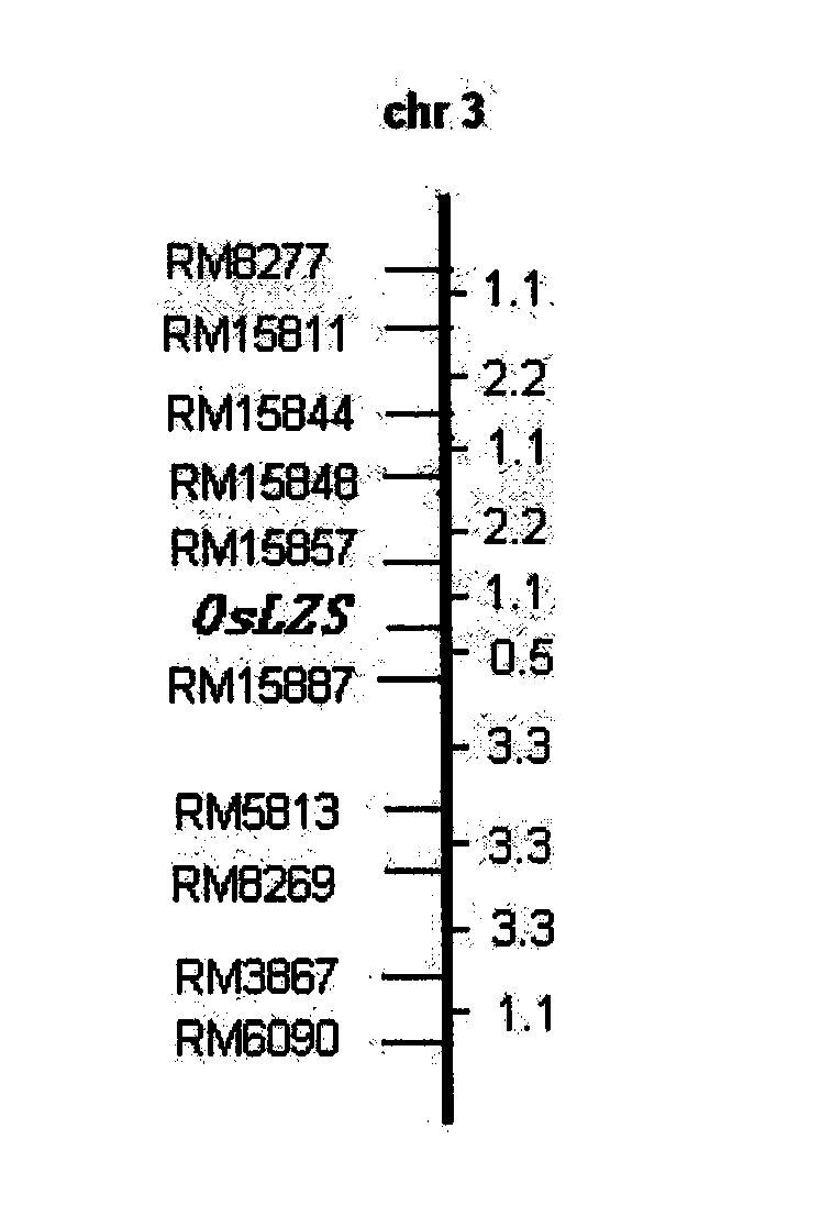 Rice serine hydroxymethyl transferase protein and function of coding gene thereof