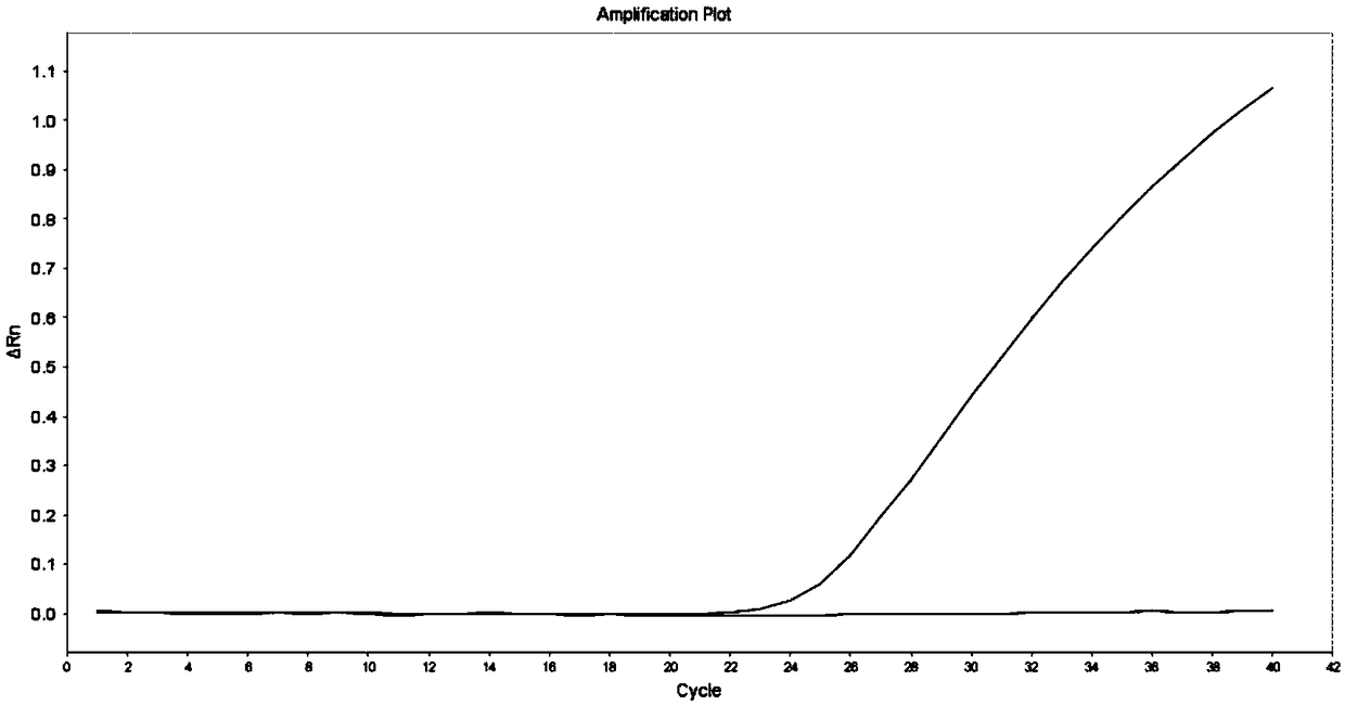 LRSAM1 gene SNP mutation site genotyping primer and application thereof in predication of coronary heart disease