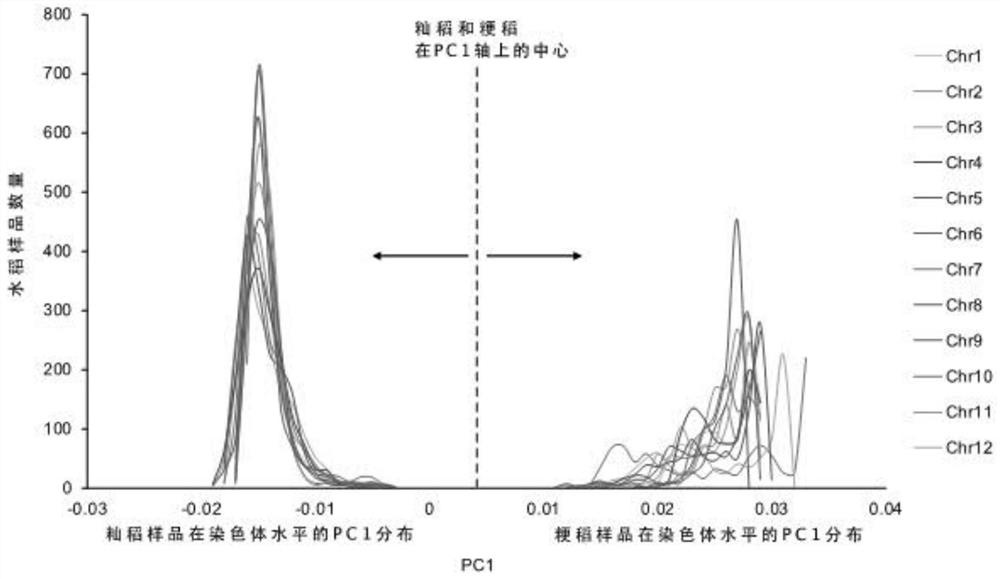 Screening method of rice SNP sites and method for identifying rice varieties