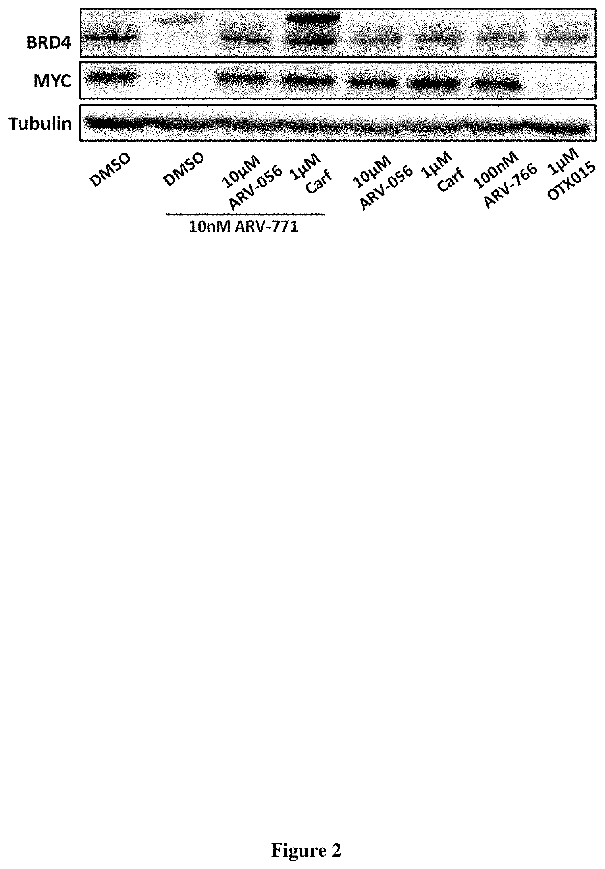 Compounds and methods for the targeted degradation of bromodomain-containing proteins