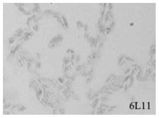 A Lysing Pseudomonas Chlorite and Its Application